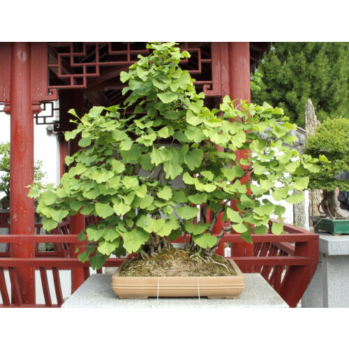 SAFLAX  - Ginkgo - Ginkgo - 4 Samen - Mit Substrat 2