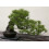 SAFLAX  - Schwarzkiefer - Pinus - 30 Samen - Mit Substrat 4