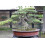 SAFLAX  - Mädchenkiefer - Pinus - 12 Samen 2