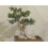 SAFLAX - Olivier - 20 graines - Olea europea 4