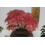 SAFLAX  - Rotahorn - Acer - 20 Samen - Mit Substrat 3