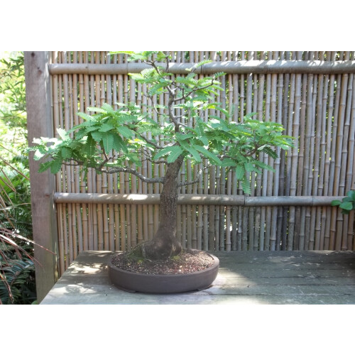 SAFLAX  - Tamarinde - Tamarindus - 4 Samen - Mit Substrat 2