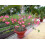 SAFLAX  - Wüstenrose - Adenium - 8 Samen 2