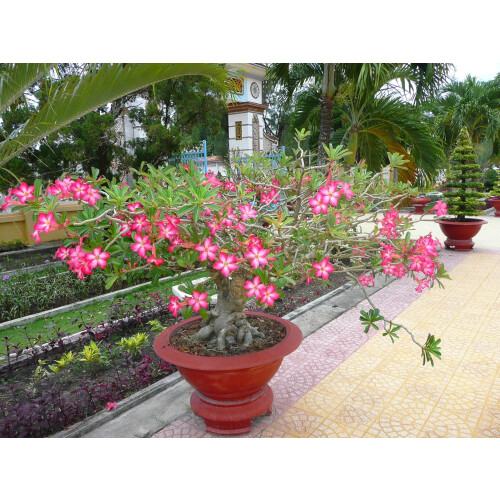 SAFLAX  - Wüstenrose - Adenium - 8 Samen - Mit Substrat 2