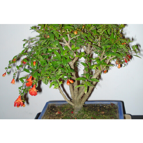 SAFLAX  - Zwerg-Granatapfel - Punica - 50 Samen 1