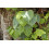 SAFLAX  - Buddhafeige - Ficus - 100 Samen 4