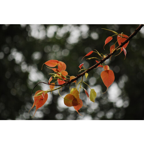 SAFLAX  - Buddhafeige - Ficus - 100 Samen 2