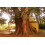 SAFLAX  - Buddhafeige - Ficus - 100 Samen - Mit Substrat 8