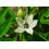 SAFLAX  - Chili – Cayenne - Capsicum - 20 Samen - Mit Substrat 3