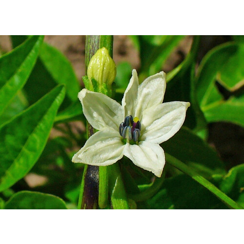 SAFLAX  - Chili – Cayenne - Capsicum - 20 Samen - Mit Substrat 2