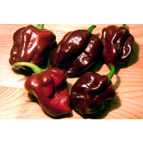 SAFLAX  - Chili – Chocolate - Capsicum - 10 Samen - Mit Substrat 2
