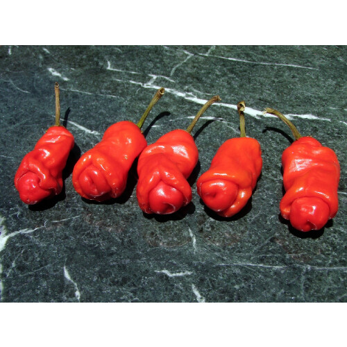 SAFLAX  - Chili - Penis Chili - Capsicum - 10 Samen - Mit Substrat 2
