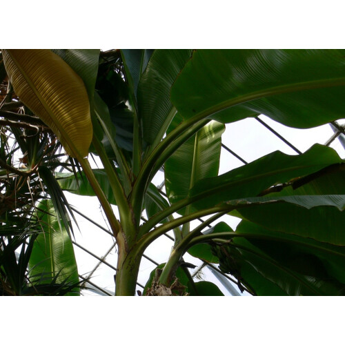 SAFLAX  - Darjeeling - Banane - Musa - 5 Samen 1