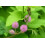 SAFLAX  - Mimose - Mimosa - 70 Samen 4