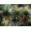 SAFLAX  - Drachenbaum - Dracaena - 5 Samen - Mit Substrat 8