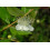 SAFLAX  - Echte Myrte - Myrtus - 30 Samen - Mit Substrat 4
