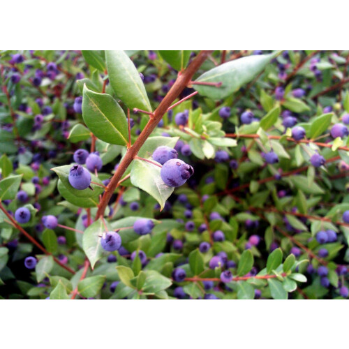SAFLAX  - Echte Myrte - Myrtus - 30 Samen 1