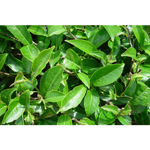 SAFLAX  - Teestrauch - Camellia - 6 Samen 2
