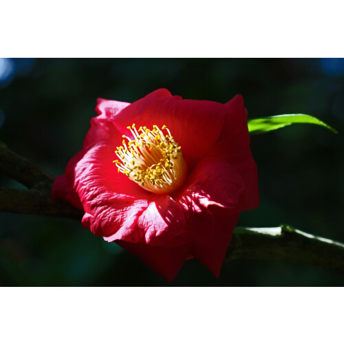 SAFLAX  - Teestrauch - Camellia - 6 Samen 1