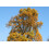 SAFLAX  - Echter Tulpenbaum - Liriodendron - 20 Samen 3