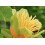 SAFLAX  - Echter Tulpenbaum - Liriodendron - 20 Samen 4