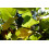 SAFLAX  - Echter Tulpenbaum - Liriodendron - 20 Samen - Mit Substrat 7