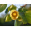 SAFLAX  - Echter Tulpenbaum - Liriodendron - 20 Samen - Mit Substrat 6