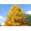 SAFLAX  - Echter Tulpenbaum - Liriodendron - 20 Samen - Mit Substrat 3