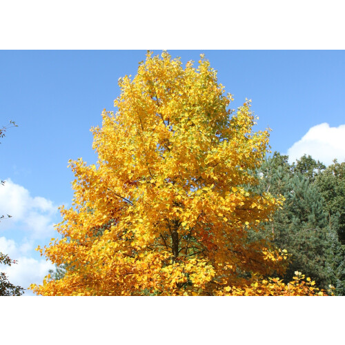SAFLAX  - Echter Tulpenbaum - Liriodendron - 20 Samen - Mit Substrat 2