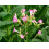 SAFLAX - Tabac - 250 graines - Nicotiana tabacum 2