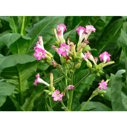 SAFLAX - Tabac - 250 graines - Nicotiana tabacum 1
