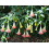 SAFLAX  - Engelstrompete Pink - Brugmansia - 10 Samen 2