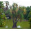 SAFLAX  - Flaschenbaum - Beaucarnea - 10 Samen 7