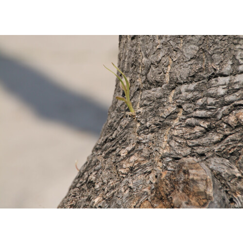 SAFLAX  - Flaschenbaum - Beaucarnea - 10 Samen 2