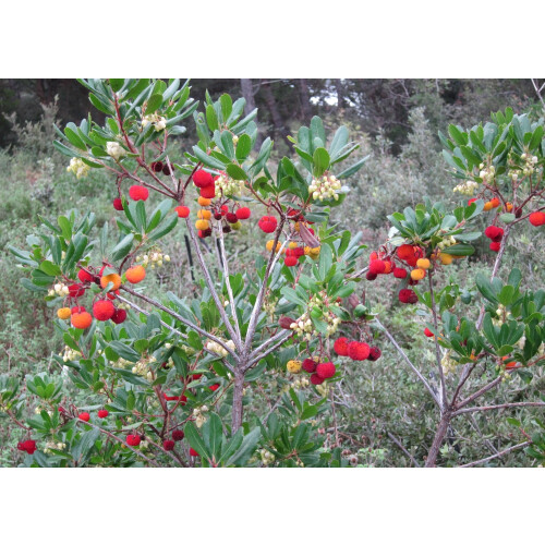 SAFLAX  - Erdbeerbaum - Arbutus - 50 Samen 2