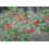 SAFLAX  - Erdbeerbaum - Arbutus - 50 Samen - Mit Substrat 4