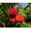 SAFLAX  - Erdbeerbaum - Arbutus - 50 Samen - Mit Substrat 6