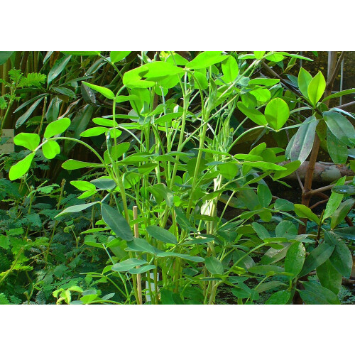 SAFLAX  - Erdnuß - Arachis - 8 Samen 2