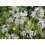 SAFLAX  - Felsenkirsche - Prunus - 30 Samen - Mit Substrat 3