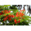 SAFLAX  - Flammenbaum - Delonix - 6 Samen 2