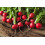 SAFLAX Garden in the bag - Radieschen - Cherry Bell - Raphanus - 100 Samen 7