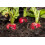 SAFLAX Garden in the bag - Radieschen - Cherry Bell - Raphanus - 100 Samen 6