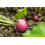 SAFLAX Garden in the bag - Radieschen - Cherry Bell - Raphanus - 100 Samen 4