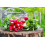 SAFLAX Garden in the bag - Radieschen - Cherry Bell - Raphanus - 100 Samen 8