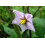 SAFLAX Garden in the bag - Eierbaum - Solanum - 20 Samen 4