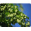 SAFLAX Garden in the bag - Luppolo - 50 semi - Humulus 3