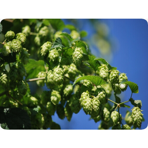 SAFLAX Garden in the bag - Luppolo - 50 semi - Humulus 2
