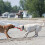KONG KONG Safestix Medium Dog Toy Assorted 3