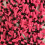 Pride Golf Tee Standard 2-3/4"""" Pride Performance Golf Tee cskos 100 Count Citrus Pink 2 3/4"""" 1