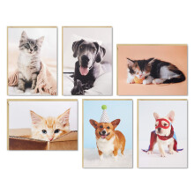 Hallmark Blank Cards Assortment Dog and Cat Photos (36 Assorted Note Cards with Envelopes)